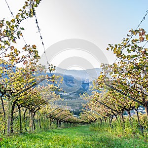 Italian vineyard in the sun. Trentino, Italy