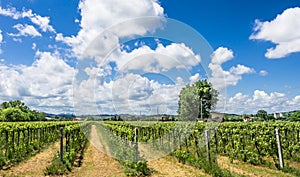 Italian Vineyard with sunny cloudy Sky