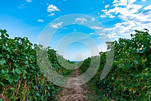 Italian vineyard under blue sky