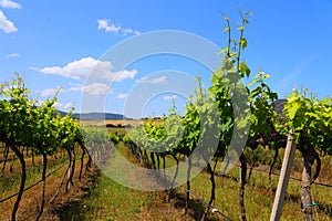 Italian vineyard in Valledoria, Sardinia