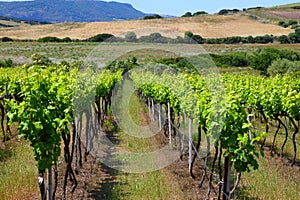 Italian vineyard in Valledoria, Sardinia