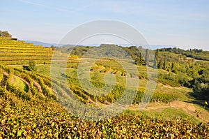 Italian Vineyards