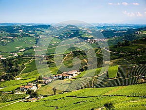 Italian vineyards photo