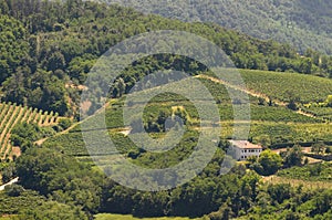 Italian vineyards on hills