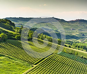 Italian vineyards in Langhe, Piedmont photo