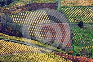 Italian vineyards in OltrepÃÂ² Pavese photo