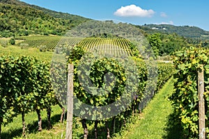 Italian Vineyards of the Valpolicella Wine near Verona