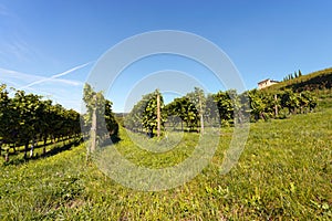 Italian Vineyards - Valpolicella Wine