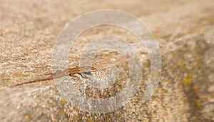 An Italian wall lizard gracefully perches on the edge of a textured stone wall