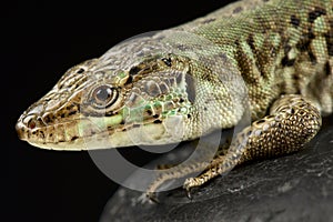 Italian wall lizard Podarcis sicula bagnolensis