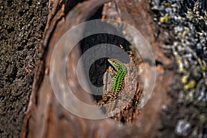 Italian wall lizard, Podarcis sicula, Gargano in Italy. Green lizard hidden in the tree trunk, sunny day in the sprink, Gargano,