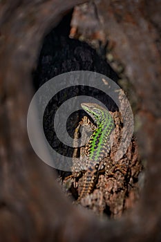 Italian wall lizard, Podarcis sicula, Gargano in Italy. Green lizard hidden in the tree trunk, sunny day in the sprink, Gargano,