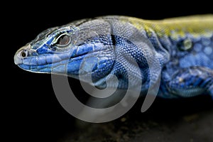 Italian wall lizard (Podarcis siculus klemmeri)