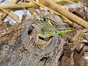 The Italian wall lizard, ruin lizard, or ÃâÃÂ°stanbul lizardtaking morning sunbath