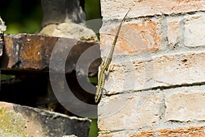 Italienesch mauer Eidechse 