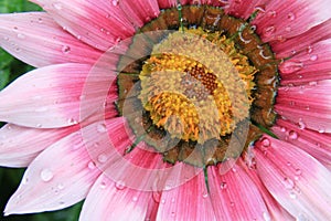 Italian white-pink flower photo