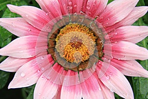 Italian white-pink flower photo