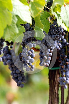 Italian wine grapes