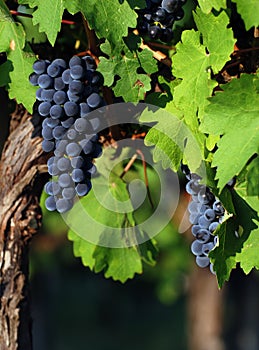 Italian wine grapes