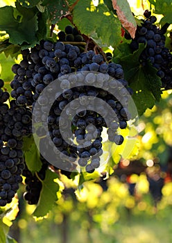 Italian wine grapes