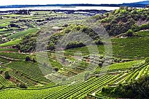 Italian winery grapes hills and Garda lake, Valpolicella, Veneto Italy