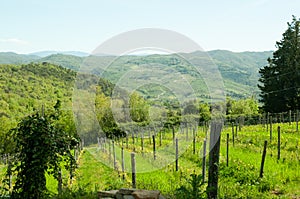 Italian winery, vineyard, on steep hillside