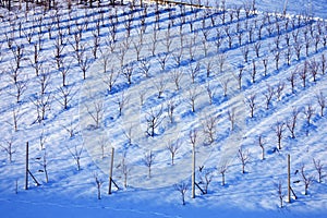 Italian wineyard