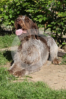 Italiano Spettacoli il cane sta riposando giardino 