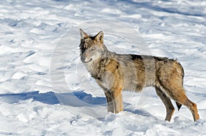 Italian wolf canis lupus italicus