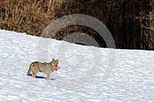 Italian wolf canis lupus italicus