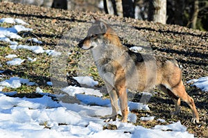 Italian wolf canis lupus italicus