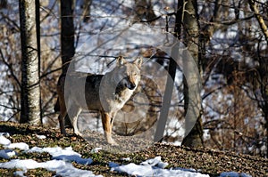 Italian wolf canis lupus italicus