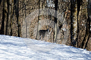 Italian wolf canis lupus italicus photo