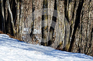 Italian wolf canis lupus italicus photo