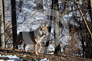 Italian wolf canis lupus italicus photo