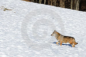 Italian wolf canis lupus italicus photo