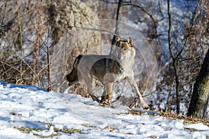 Italian wolf canis lupus italicus photo