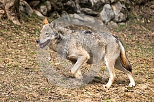 Italian wolf canis lupus italicus in wildlife center