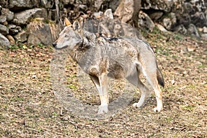 Italian wolf canis lupus italicus in wildlife center