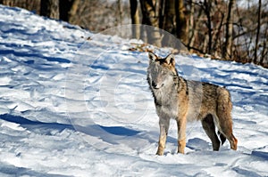 Italian wolf canis lupus italicus photo