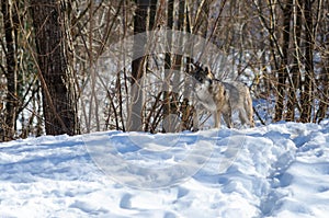 Italian wolf canis lupus italicus photo