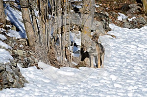 Italian wolf canis lupus italicus photo