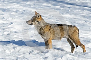 Italian wolf canis lupus italicus photo