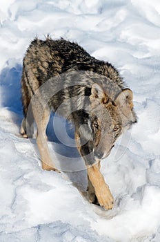 Italian wolf canis lupus italicus photo