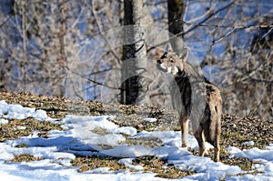 Italian wolf canis lupus italicus photo