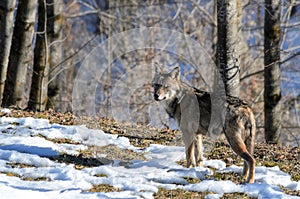 Italian wolf canis lupus italicus photo