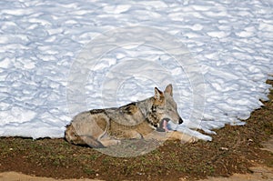 Italian wolf canis lupus italicus photo