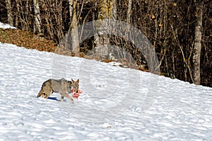 Italian wolf canis lupus italicus photo