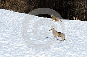 Italian wolves canis lupus italicus