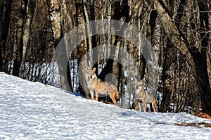 Italian wolves canis lupus italicus photo